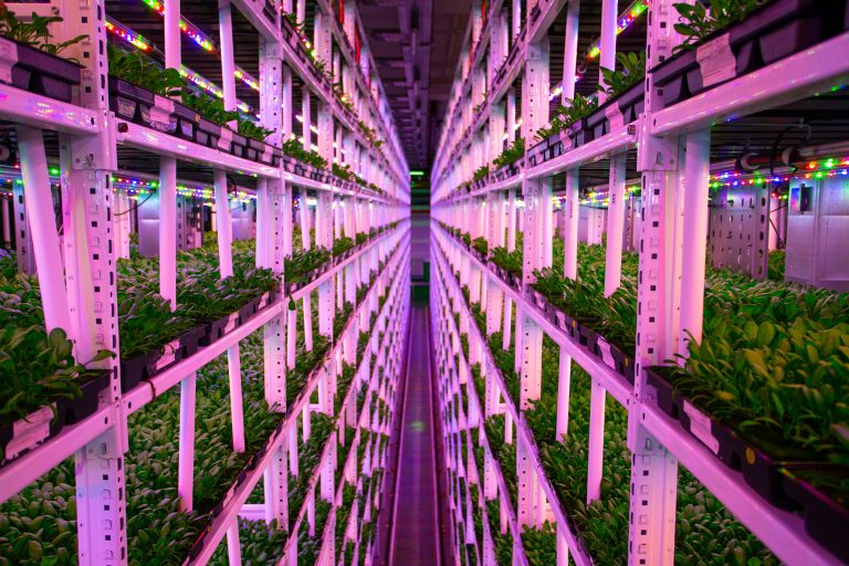 Can vertical farms really feed the UK sustainably? University of Surrey investigates…