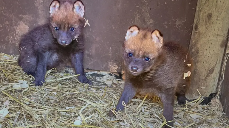 Rare Maned Wolf Pups Born at Paignton Zoo in South West