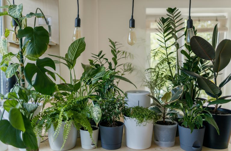 Indoor Plants Could Transform Air Quality and Comfort in research from University of Surrey