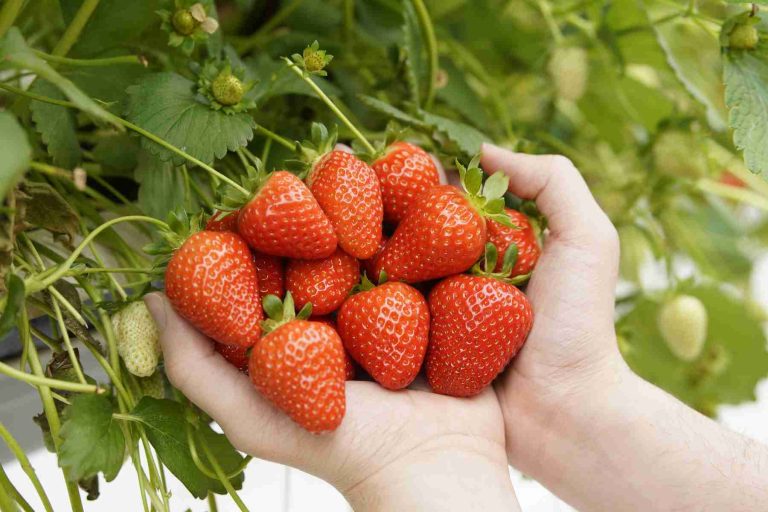 British strawberry season kicks off as cooler spring temperatures delay start but improves fruit quality