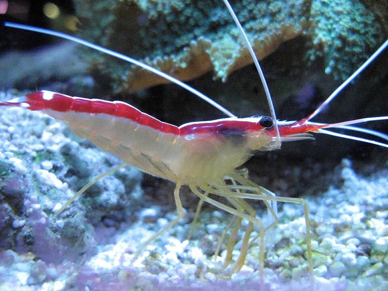 Shrimp Minds And Welfare To Be Researched At University Of Reading
