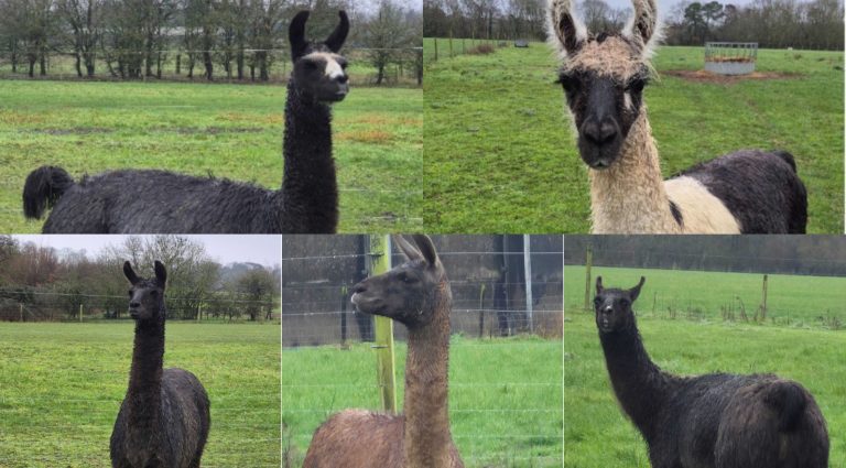 Five New Llamas Join University Of Reading’s Medical Research Herd