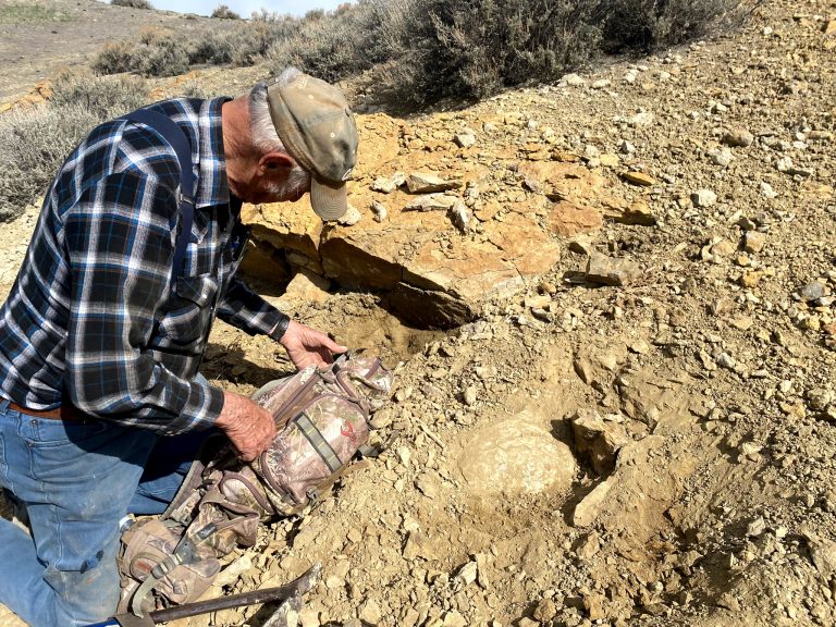 ‘Chunkiest’ Jurassic Squid Relative Discovered by Team Featuring Manchester and Bristol Palaeontologist
