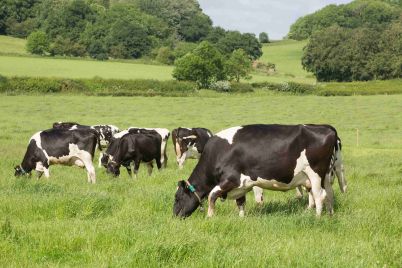 DAIRY-COWS_2062016-41556-dairy-cows-at-grass_79-@300-copyright-Tim-Scrivener-Agriphoto.jpg