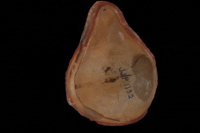 Pohlsepia-mazonensis-fossil.png