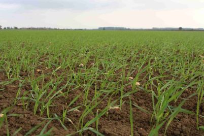 Wheat-at-leaf-2-scaled-1.jpg